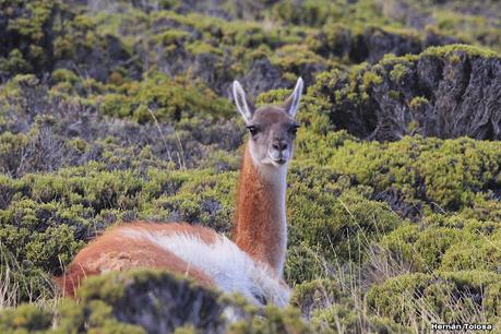 Parque Nacional Perito Moreno (febrero 2022)
