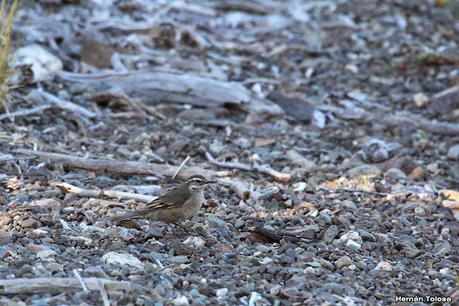 Parque Nacional Perito Moreno (febrero 2022)