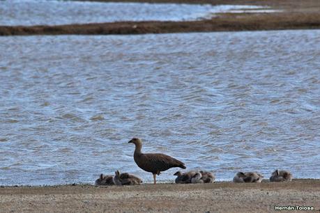 Parque Nacional Perito Moreno (febrero 2022)
