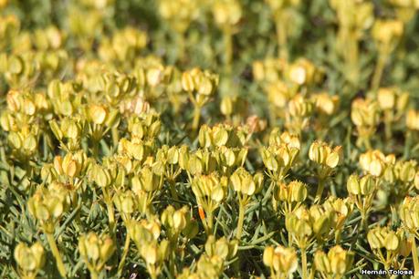 Parque Nacional Perito Moreno (febrero 2022)