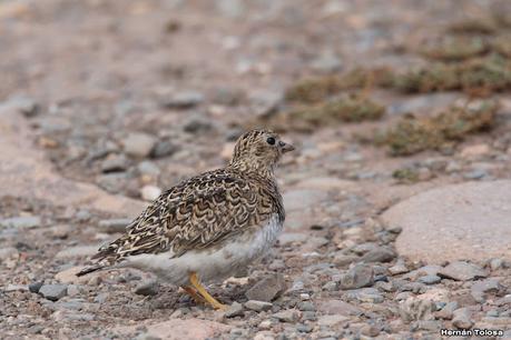 Parque Nacional Perito Moreno (febrero 2022)