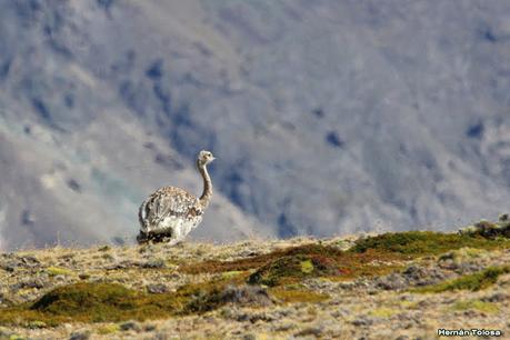 Parque Nacional Perito Moreno (febrero 2022)