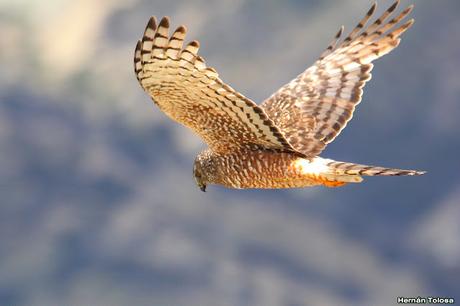 Parque Nacional Perito Moreno (febrero 2022)