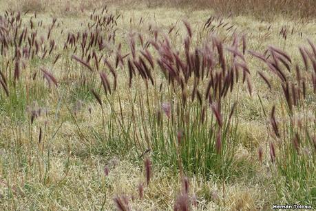 Parque Nacional Perito Moreno (febrero 2022)