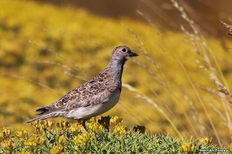 Parque Nacional Perito Moreno (febrero 2022)