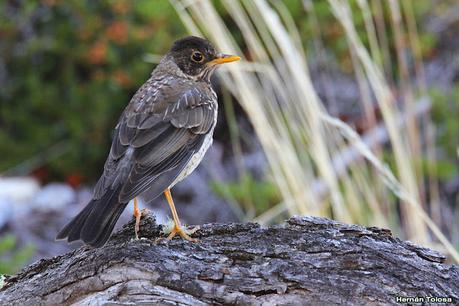 Parque Nacional Perito Moreno (febrero 2022)