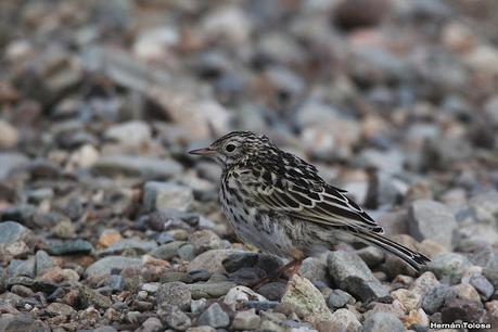 Parque Nacional Perito Moreno (febrero 2022)