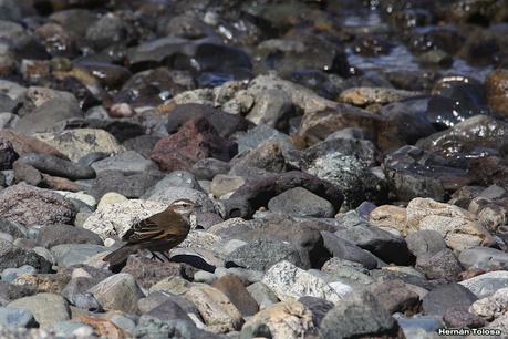 Parque Nacional Perito Moreno (febrero 2022)