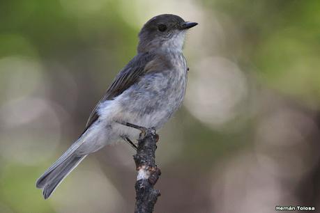 Parque Nacional Perito Moreno (febrero 2022)