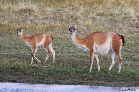 Parque Nacional Perito Moreno (febrero 2022)