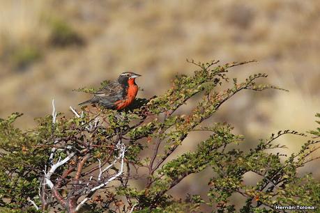 Parque Nacional Perito Moreno (febrero 2022)