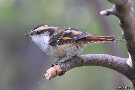 Parque Nacional Perito Moreno (febrero 2022)