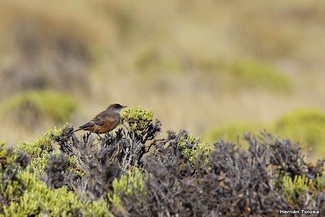 Parque Nacional Perito Moreno (febrero 2022)