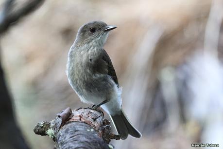 Parque Nacional Perito Moreno (febrero 2022)