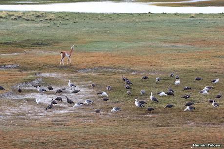 Parque Nacional Perito Moreno (febrero 2022)