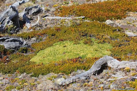 Parque Nacional Perito Moreno (febrero 2022)