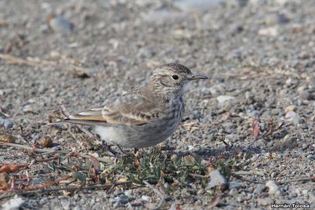 Parque Nacional Perito Moreno (febrero 2022)