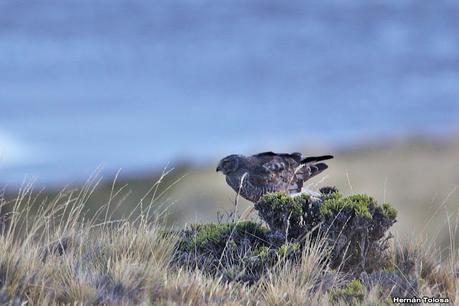 Parque Nacional Perito Moreno (febrero 2022)