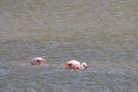 Parque Nacional Perito Moreno (febrero 2022)