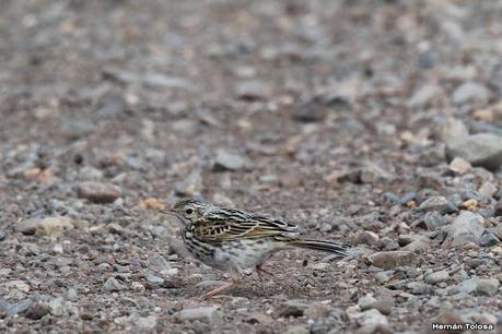 Parque Nacional Perito Moreno (febrero 2022)