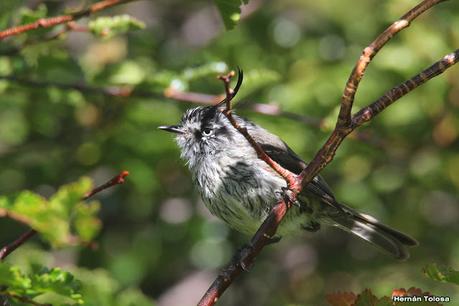 Parque Nacional Perito Moreno (febrero 2022)