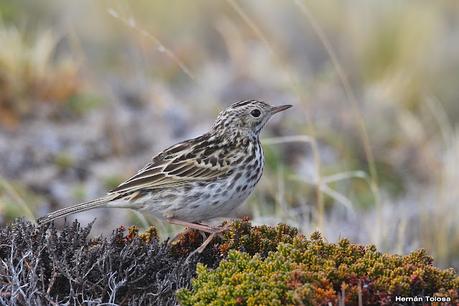 Parque Nacional Perito Moreno (febrero 2022)