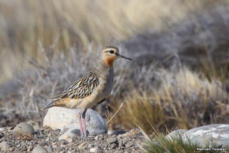 Parque Nacional Perito Moreno (febrero 2022)