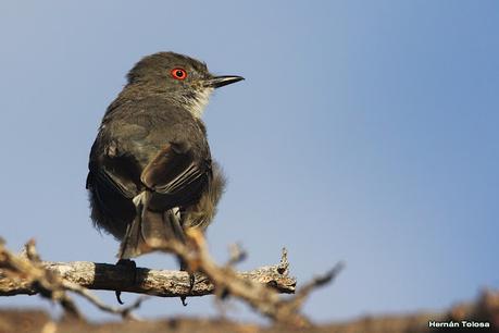 Parque Nacional Perito Moreno (febrero 2022)