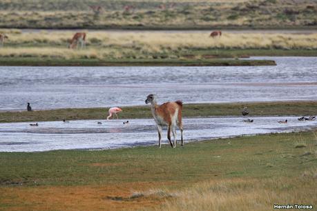 Parque Nacional Perito Moreno (febrero 2022)