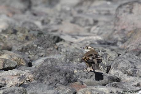 Parque Nacional Perito Moreno (febrero 2022)