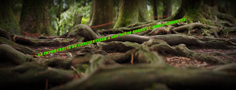 La importancia de concientizar a los niños sobre el medio ambiente