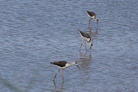 Cigüeñuelas jovenes