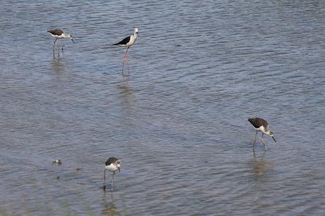 Cigüeñuelas jovenes