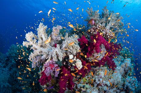 ¿Qué son los arrecifes de coral y cómo se forman?
