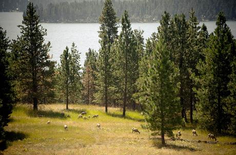 ¿Será Wild Horse Island el próximo Santuario de la Naturaleza? 4