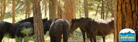 ¿Será Wild Horse Island el próximo Santuario de la Naturaleza? 5