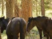 ¿Será Wild Horse Island próximo Santuario Naturaleza?