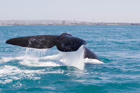 15 cosas que hacer en puerto Elizabeth Avistamiento de Ballenas, Bahía de Algoa