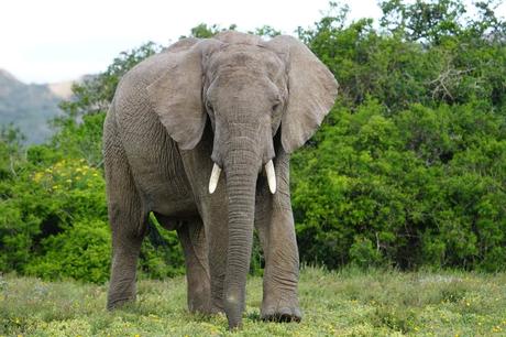 15 cosas que hacer en puerto Elizabeth Reserva de caza Amakhala