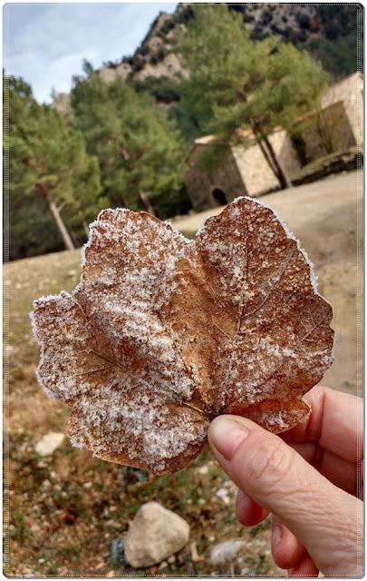 Edén en Graudescales, Lleida