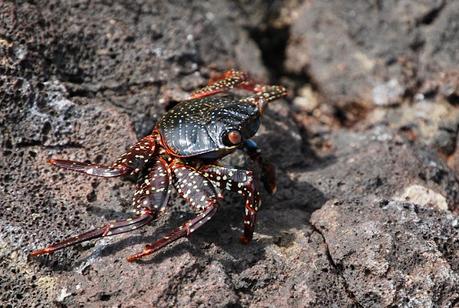 El tesoro genético de las Islas Galápagos se encuentra a salvo en un biobanco