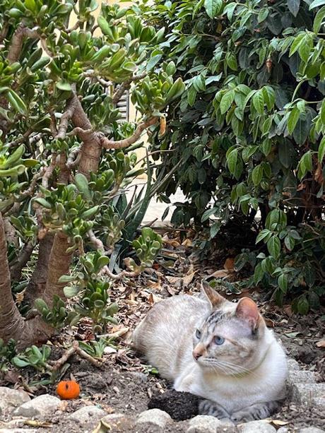 LO QUE ESCRIBO (II): AMOR DE GATO 02