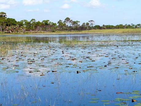 15 mejores cosas que hacer en Stuart (FL)