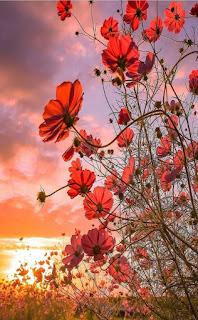 5.535 - LAS AMAPOLAS...