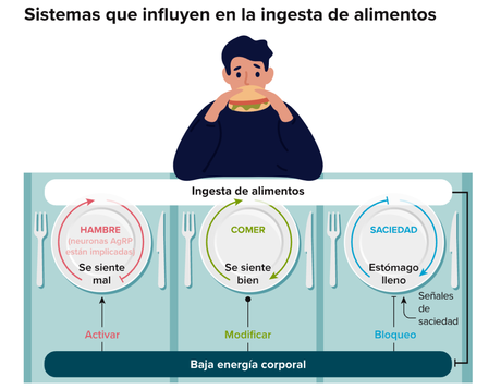 Las neuronas que nos hacen sentir hambre Las neuronas que nos hacen sentir hambre