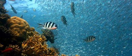 Que ver en Papúa Nueva Guinea Que ver en Papúa Nueva Guinea