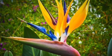 Que ver en Papúa Nueva Guinea Que ver en Papúa Nueva Guinea