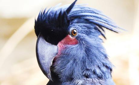 Que ver en Papúa Nueva Guinea Que ver en Papúa Nueva Guinea