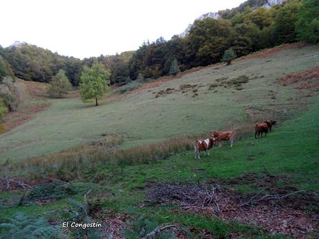 Pendones-Maciédome-Vega Baxu