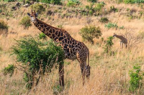 15 cosas que hacer en Pretoria